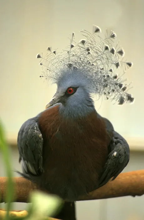 Framed Print : Victoria Crowned Pigeon (Goura victoria)