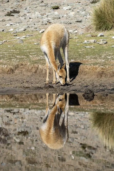 Framed Print : Vicuna (Lama vicugna), Catamarca Province