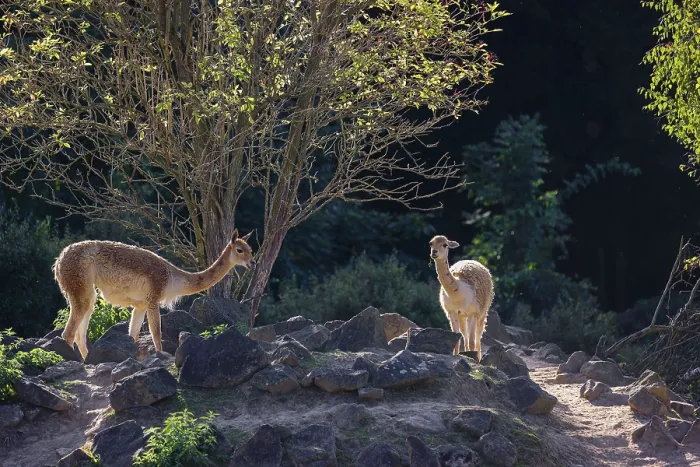 Framed Print : Two vicunas (Lama vicugna) stand on rocky terrain under a tree in a backlit scene