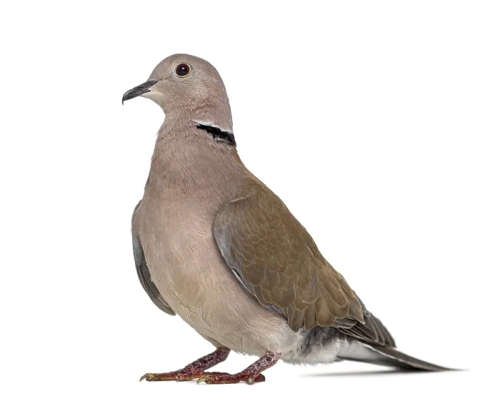 Framed Print : Side view of an African collared dove isolated on white Framed Print : Side view of an African collared dove isolated on white