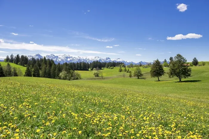 Framed Print : View of the Allgaeu Alps, dandelion meadow Framed Print : View of the Allgaeu Alps, dandelion meadow