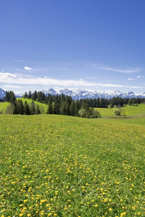 Framed Print : View of the Allgaeu Alps, dandelion meadow