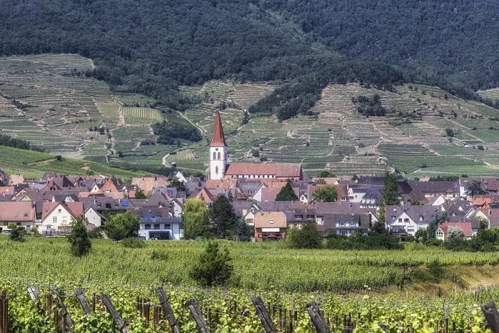 Framed Print : The view of Ammerschwihr and famous grand cru vine yards of alsace Framed Print : The view of Ammerschwihr and famous grand cru vine yards of alsace