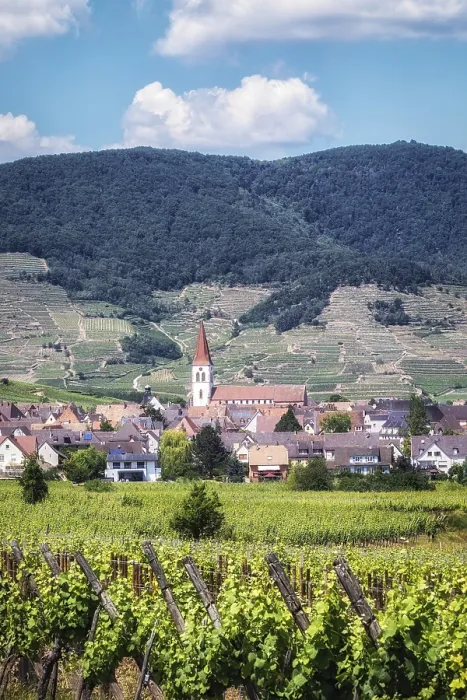 Framed Print : The view of Ammerschwihr and famous grand cru vine yards of alsace Framed Print : The view of Ammerschwihr and famous grand cru vine yards of alsace