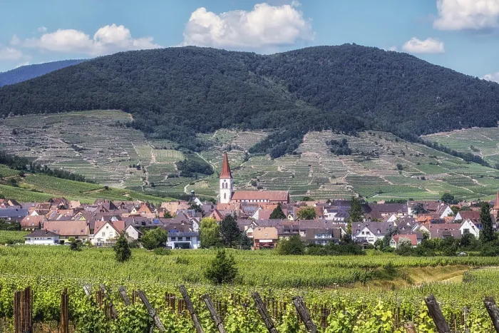 Framed Print : The view of Ammerschwihr and famous grand cru vine yards of alsace Framed Print : The view of Ammerschwihr and famous grand cru vine yards of alsace