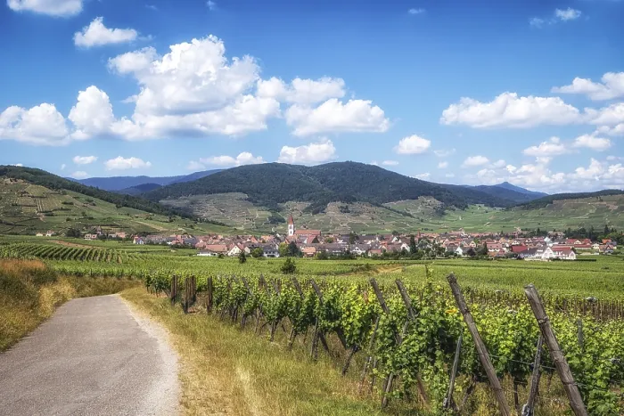 Framed Print : The view of Ammerschwihr and famous grand cru vine yards of alsace Framed Print : The view of Ammerschwihr and famous grand cru vine yards of alsace
