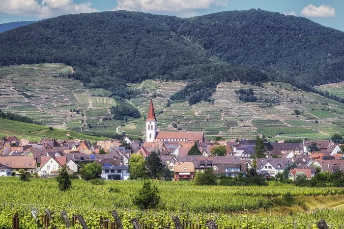 Framed Print : The view of Ammerschwihr and famous grand cru vine yards of alsace Framed Print : The view of Ammerschwihr and famous grand cru vine yards of alsace