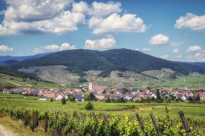 Framed Print : The view of Ammerschwihr and famous grand cru vine yards of alsace Framed Print : The view of Ammerschwihr and famous grand cru vine yards of alsace
