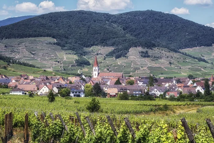Framed Print : The view of Ammerschwihr and famous grand cru vine yards of alsace Framed Print : The view of Ammerschwihr and famous grand cru vine yards of alsace