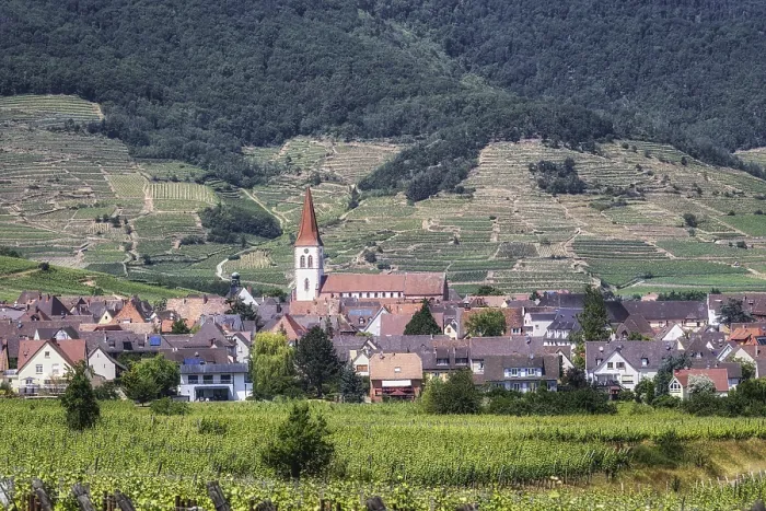 Framed Print : The view of Ammerschwihr and famous grand cru vine yards of alsace Framed Print : The view of Ammerschwihr and famous grand cru vine yards of alsace