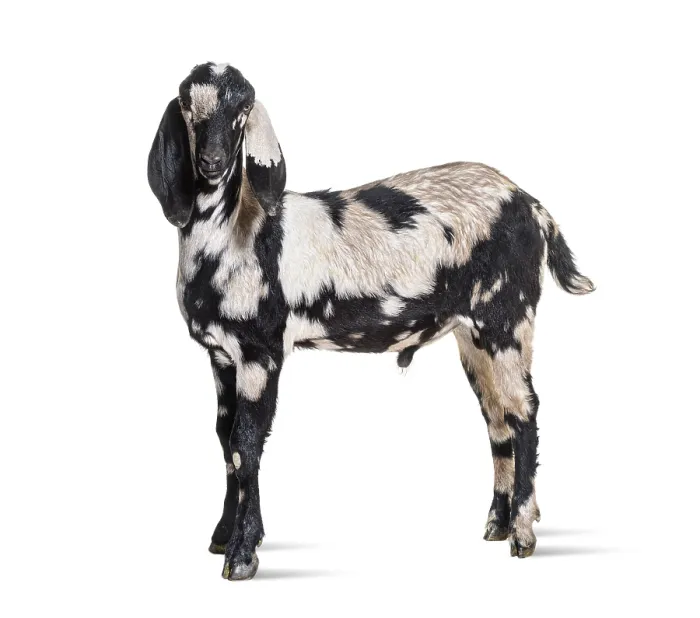 Framed Print : Side view of a Anglo-Nubian goat or Nubian