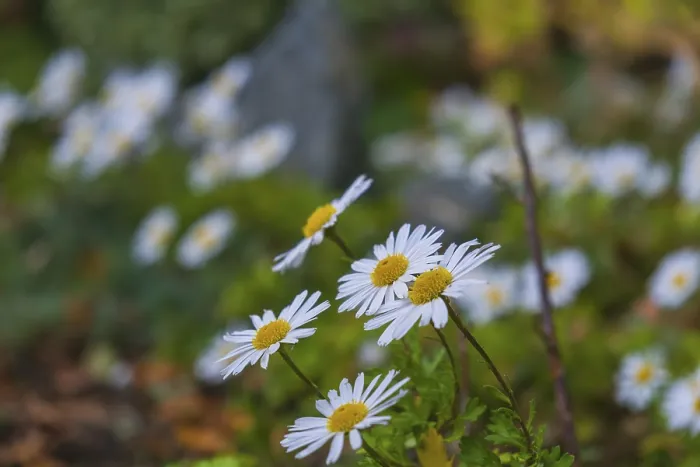Framed Print : View of the Arctic Daisy flower (Arctanthemum arcticum)
