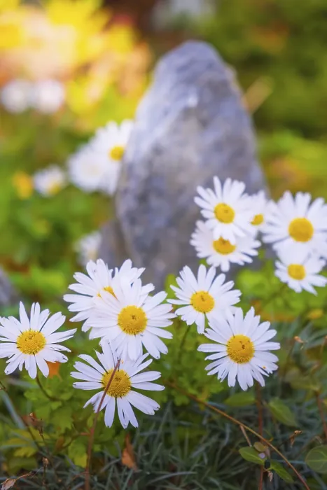 Framed Print : View of the Arctic Daisy flower (Arctanthemum arcticum) Framed Print : View of the Arctic Daisy flower (Arctanthemum arcticum)