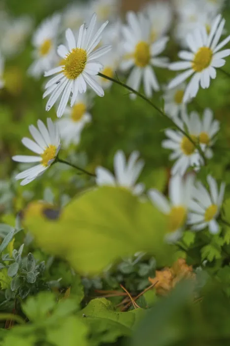 Framed Print : View of the Arctic Daisy flower (Arctanthemum arcticum)