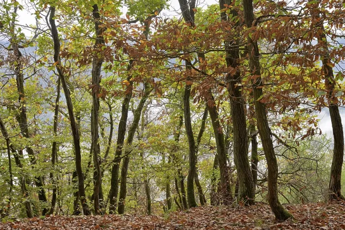 Framed Print : View of the autumnal deciduous forest