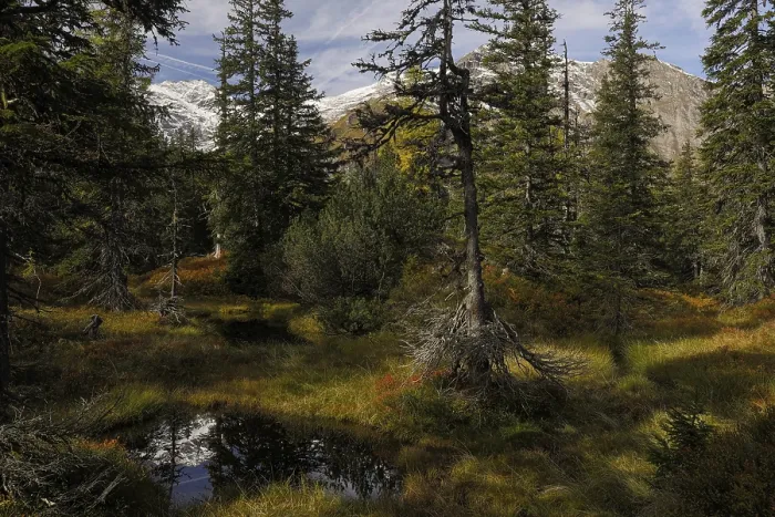 Framed Print : View of an autumnal virgin forest with small ponds