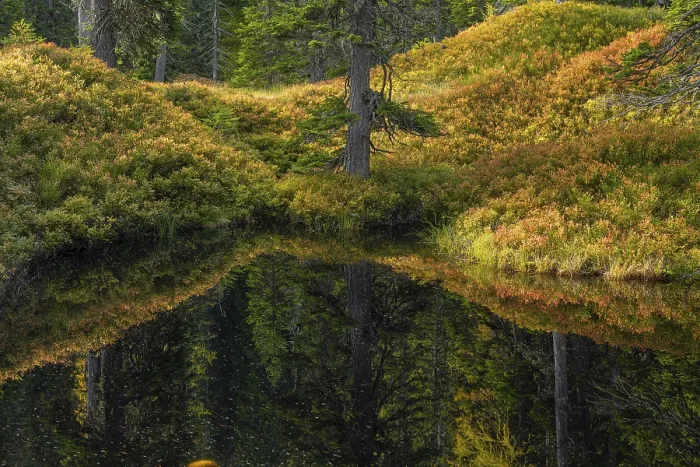 Framed Print : View of an autumnal virgin forest with small ponds Framed Print : View of an autumnal virgin forest with small ponds