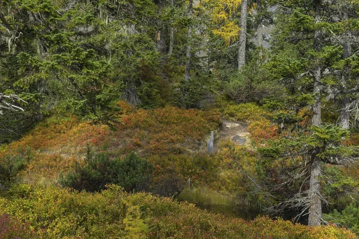 Framed Print : View of an autumnal virgin forest with small ponds
