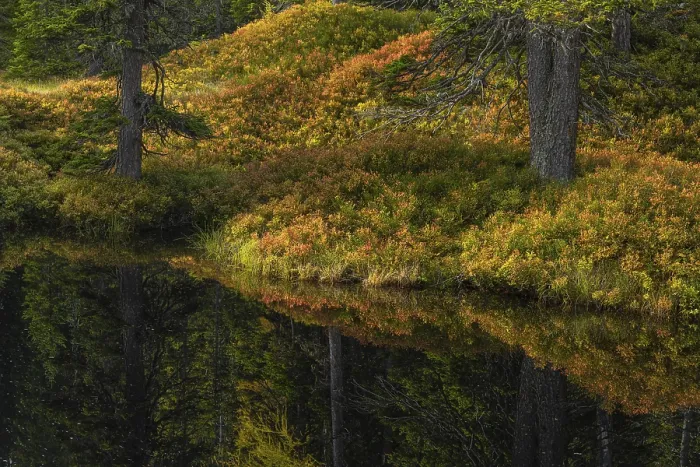 Framed Print : View of an autumnal virgin forest with small ponds