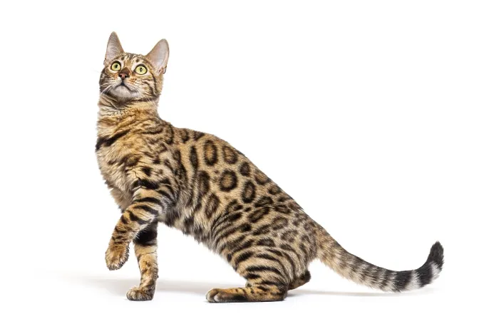 Framed Print : Side view of a Bengal cat pawing looking up