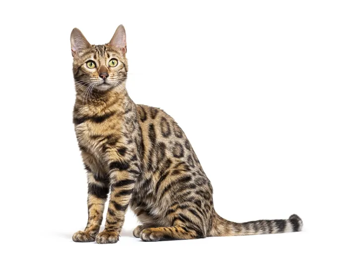 Framed Print : Side view of a Bengal cat sit, isolated on white