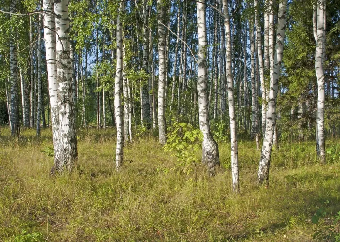 Framed Print : View of birch grove on sunny summer day