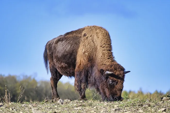 Framed Print : A view of a bison in the middle of Germany in the nature park near Stangerode