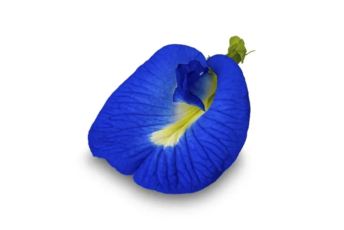 Framed Print : Front view of blooming single blue butterfly pea flower or Clitoria ternatea flower isolated on white bacjground with