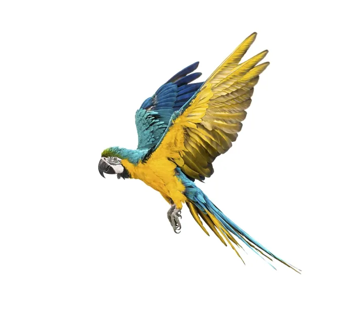 Framed Print : Side view of a blue-and-yellow macaw