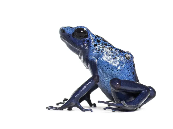 Framed Print : Side view of a Blue poison dart frog Framed Print : Side view of a Blue poison dart frog