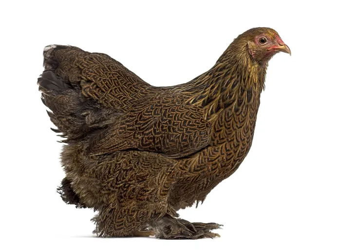 Framed Print : Side view of a Brahma hen isolated on white