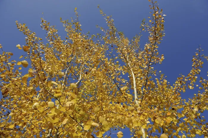 Framed Print : View of bright yellow leaves in autumn