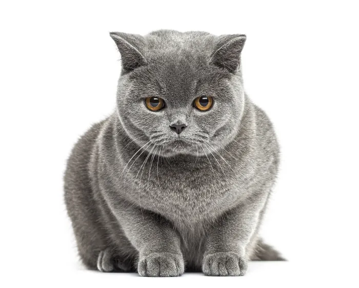 Framed Print : Front view of a British Shorthair