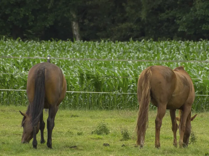 Framed Print : Back view of two brown horses grazing on a pasture with cornfield in the background