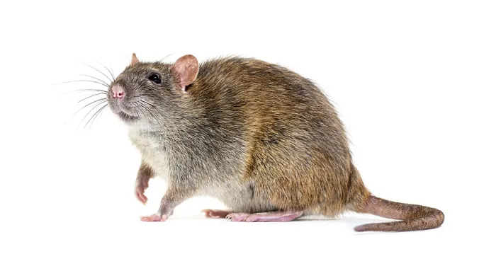 Framed Print : Side view of a brown rat, Rattus norvegicus Framed Print : Side view of a brown rat, Rattus norvegicus