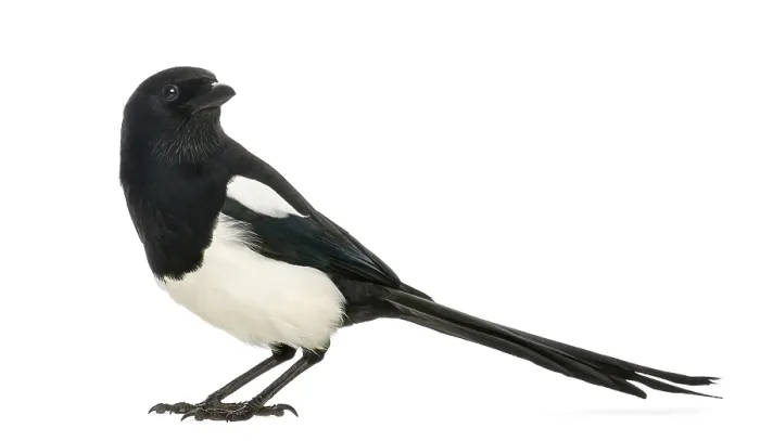 Framed Print : Side view of a Common Magpie, Pica pica