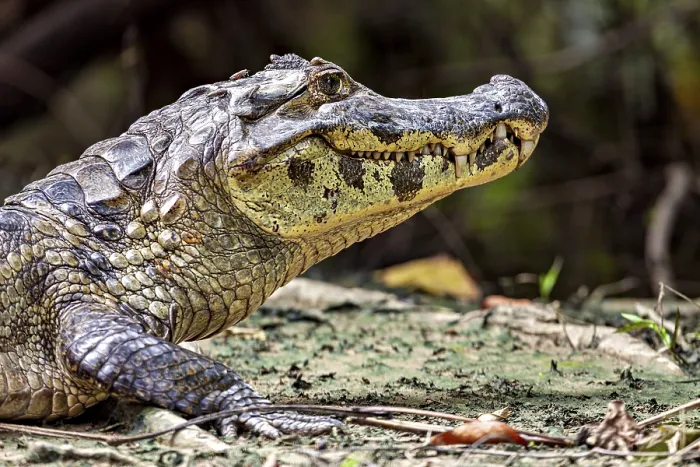 Framed Print : Side view of a crocodile on the ground