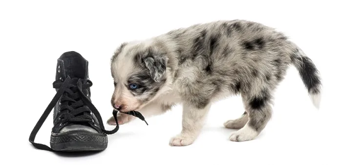 Framed Print : Side view of a crossbreed puppy playing with a shoe isolated on white Framed Print : Side view of a crossbreed puppy playing with a shoe isolated on white