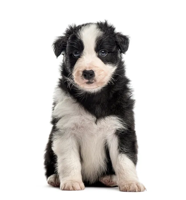 Framed Print : Front view of a crossbreed puppy sitting isolated on white Framed Print : Front view of a crossbreed puppy sitting isolated on white