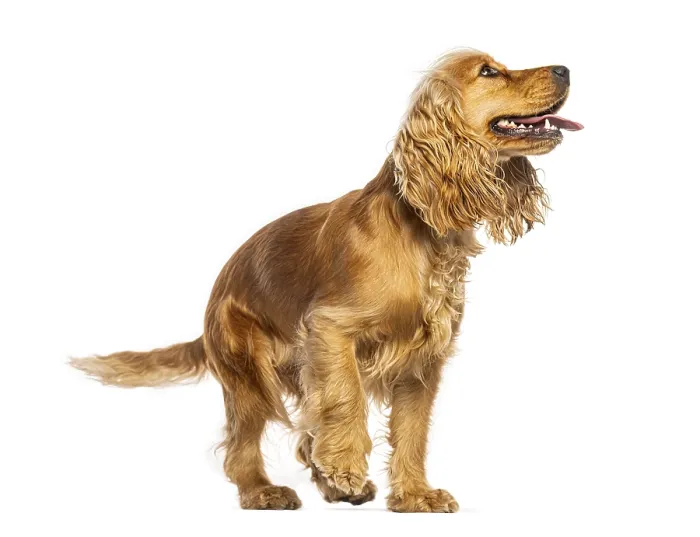 Framed Print : Side view of a cute english cocker spaniel standing and looking up with its mouth open against a white background Framed Print : Side view of a cute english cocker spaniel standing and looking up with its mouth open against a white background