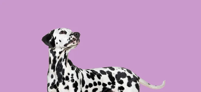 Framed Print : Side view of a Dalmatian dog looking up on pink background