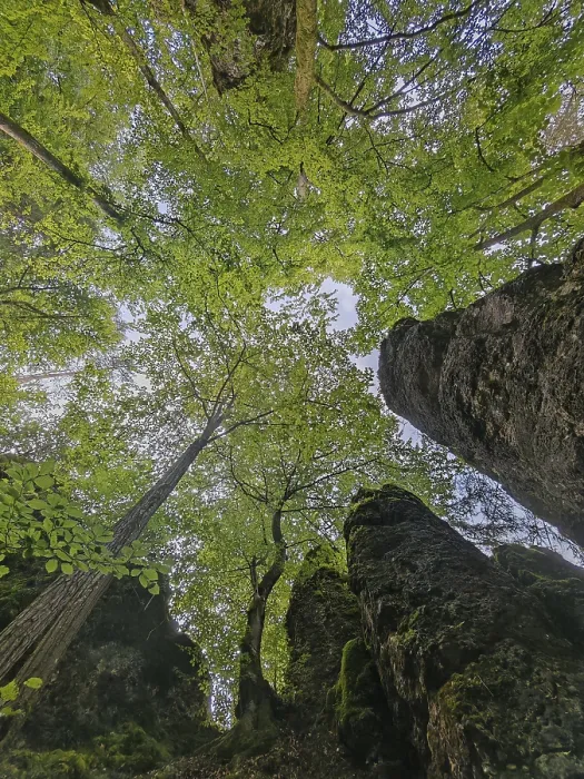 Framed Print : View from below of a dense forest with lush green canopy and tall rocks