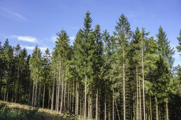 Framed Print : View of a dense forest with tall trees and blue sky in the background Framed Print : View of a dense forest with tall trees and blue sky in the background