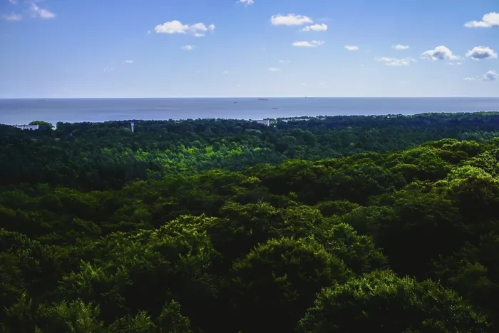 Framed Print : View of dense green forest in the foreground and wide blue of the Baltic Sea in the background with few clouds