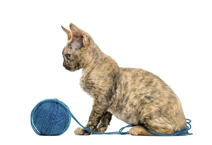 Framed Print : Side view of Devon rex cat playing with a wool ball isolated on white Framed Print : Side view of Devon rex cat playing with a wool ball isolated on white