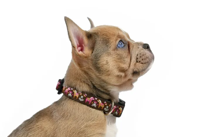 Framed Print : Side view of dog puppy modelling a pet collar in front of white studio background