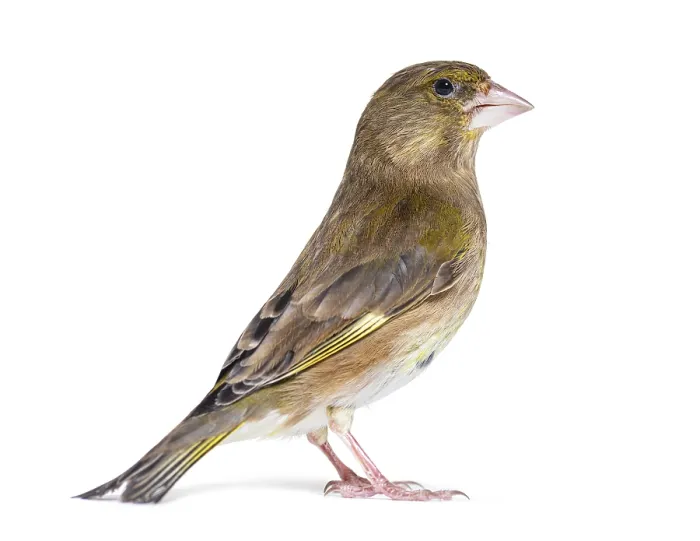 Framed Print : Side view of a European greenfinch