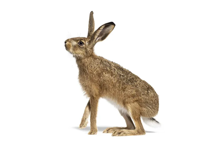 Framed Print : Side view of a European hare or brown hare