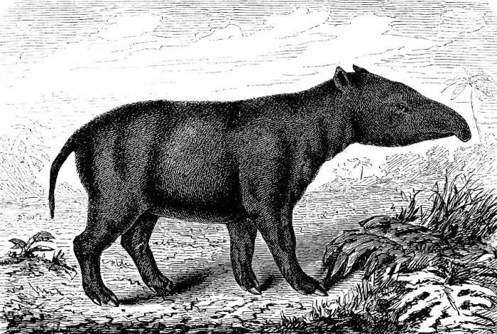 Framed Print : Side view of extinct Paleotherium magnum, lived in the Eocene and Oligocene of the earth's history, palaeontology, reconstruction of a skeleton, mammal, trunk, nature, Neolithic, biology, evolution, historical illustration 1880 Framed Print : Side view of extinct Paleotherium magnum, lived in the Eocene and Oligocene of the earth's history, palaeontology, reconstruction of a skeleton, mammal, trunk, nature, Neolithic, biology, evolution, historical illustration 1880