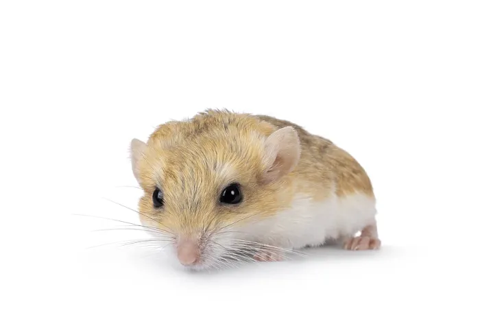 Framed Print : Front view of Fat tailed gerbil aka Pachyuromys duprasi